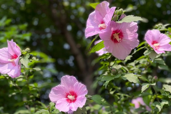 木槿花扦插后多久可以开花，40-50天后即可开花
