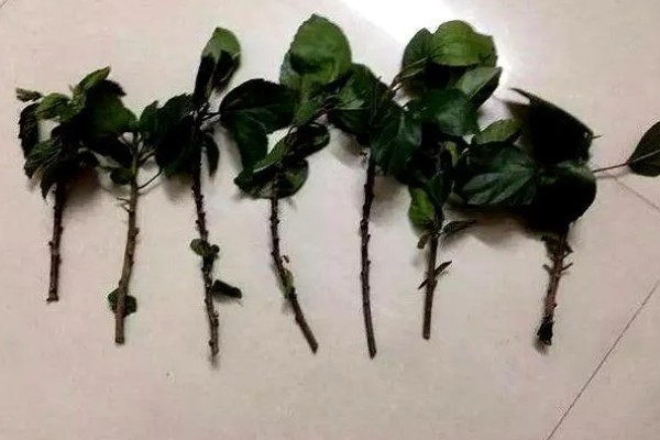 木槿花扦插后多久可以开花，40-50天后即可开花