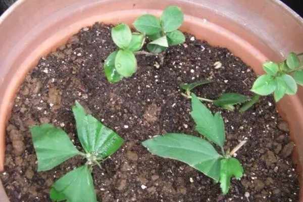 木槿花扦插后多久可以开花，40-50天后即可开花