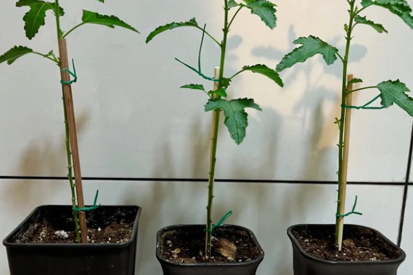 木槿花扦插后多久可以开花，40-50天后即可开花