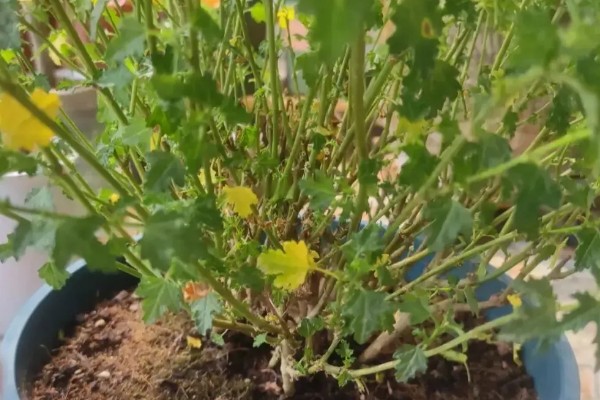 木槿花扦插后多久可以开花，40-50天后即可开花