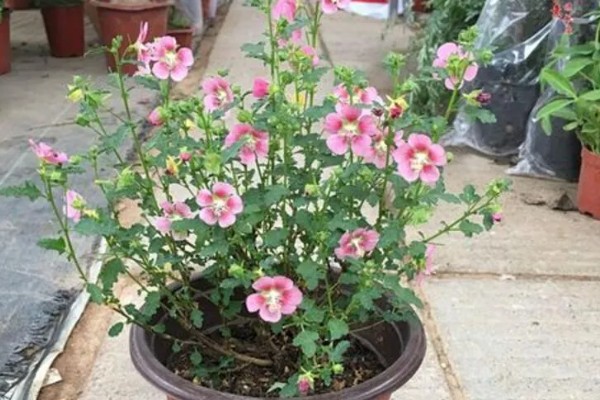 木槿花扦插后多久可以开花，40-50天后即可开花