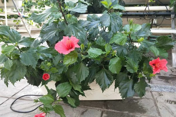 木槿花扦插后多久可以开花，40-50天后即可开花