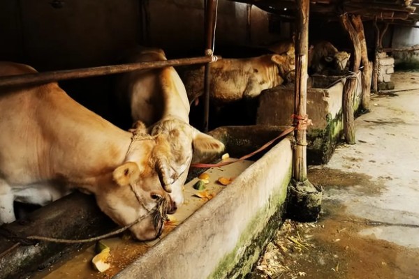 养牛的方法，每天饲喂3次