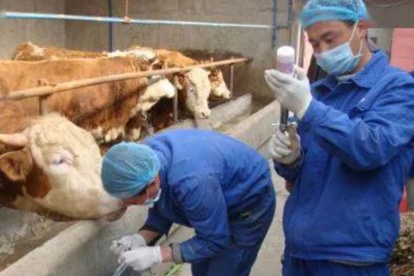 养牛的方法，每天饲喂3次