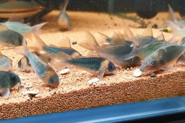 鼠鱼不喂食会饿死吗，一直不喂食会饿死