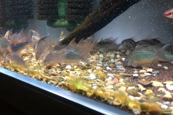 鼠鱼不喂食会饿死吗，一直不喂食会饿死