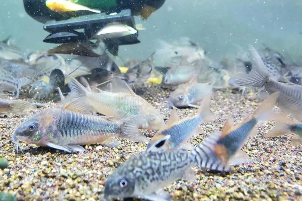 鼠鱼不喂食会饿死吗，一直不喂食会饿死