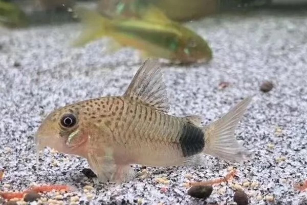 鼠鱼不喂食会饿死吗，一直不喂食会饿死