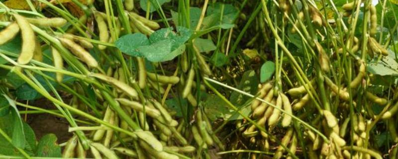星农36大豆品种简介，该品种为亚有限结荚习性