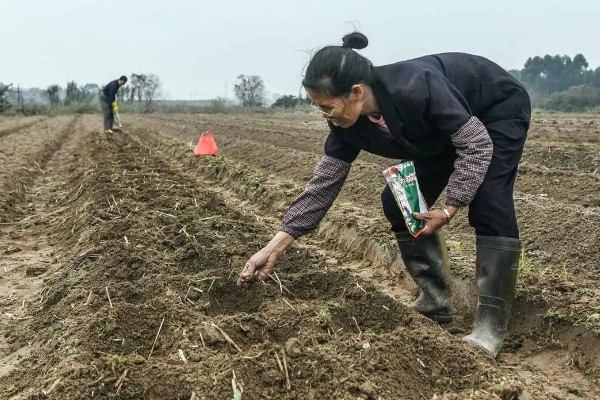 玉米的种植要点，开好主沟、围沟和厢沟有利于排灌