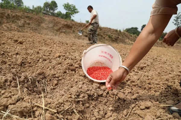 玉米的种植要点，开好主沟、围沟和厢沟有利于排灌