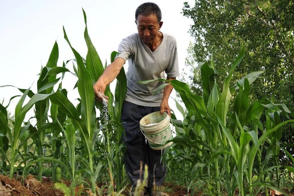 玉米的种植要点，开好主沟、围沟和厢沟有利于排灌