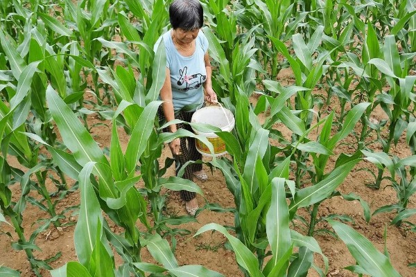 玉米的种植要点，开好主沟、围沟和厢沟有利于排灌