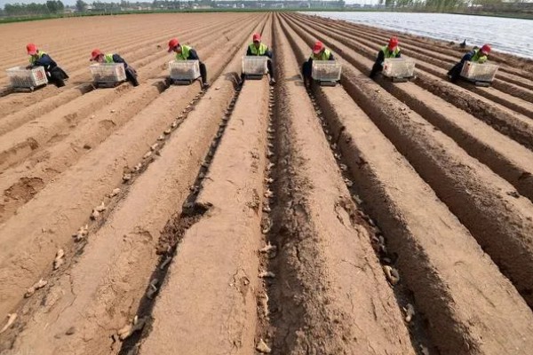 玉米的种植要点，开好主沟、围沟和厢沟有利于排灌