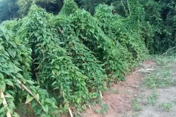 脚板薯什么时候种植，可在4月中下旬至5月上旬进行