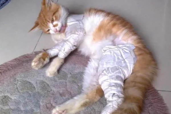 猫咪的哪些部位易骨折，其四肢、骨盆和下颌骨都容易骨折