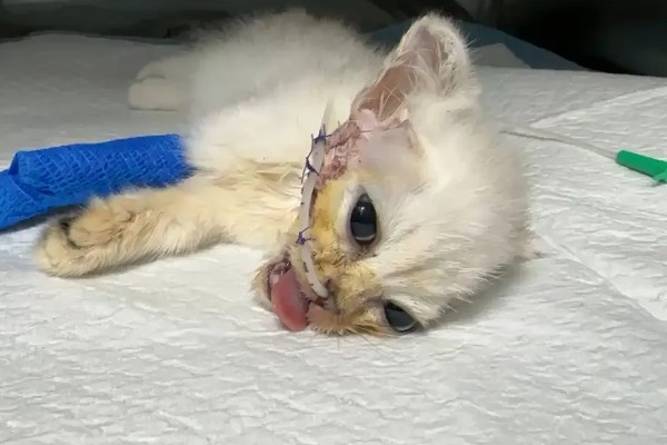 猫咪的哪些部位易骨折，其四肢、骨盆和下颌骨都容易骨折