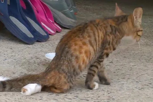 猫咪的哪些部位易骨折，其四肢、骨盆和下颌骨都容易骨折