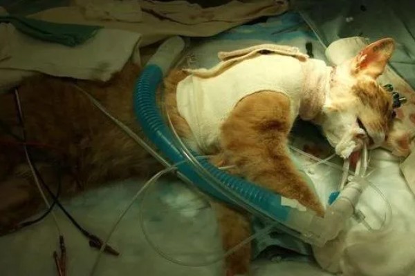 猫咪的哪些部位易骨折，其四肢、骨盆和下颌骨都容易骨折