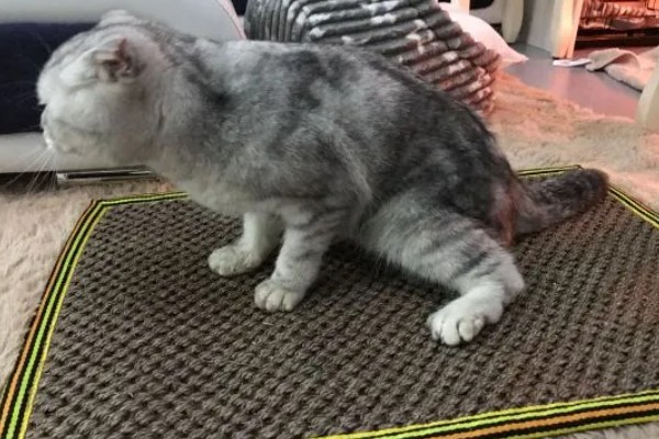 猫咪的哪些部位易骨折，其四肢、骨盆和下颌骨都容易骨折