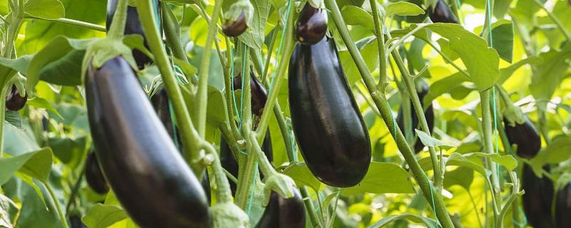 阳台上种茄子如何浇水，一次不可以浇太多