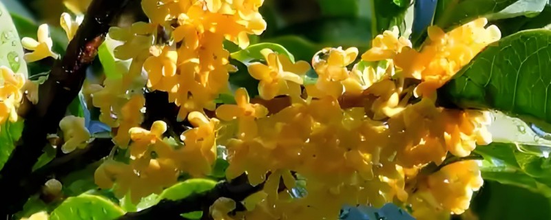 桂花有什么精神内涵，代表忠贞、低调内敛等含义