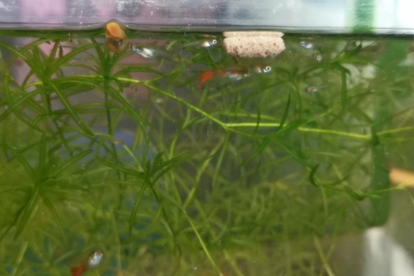 孔雀鱼白天充氧晚上停好吗，是比较好的做法