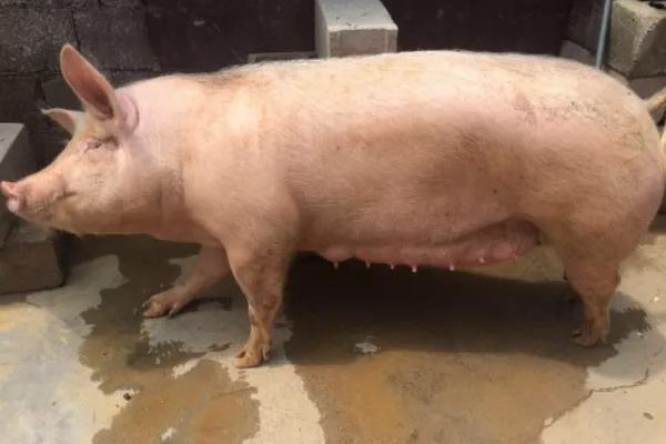 母猪配种20天有什么表现，可能出现贪睡、食量增加、腹部变大等情况