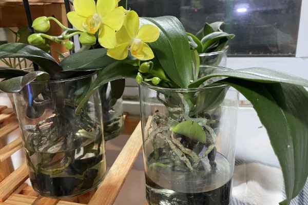 蝴蝶兰怎么水培救根，水质应每隔2天更换一次