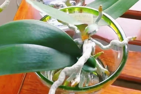 蝴蝶兰怎么水培救根，水质应每隔2天更换一次