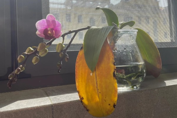 蝴蝶兰怎么水培救根，水质应每隔2天更换一次