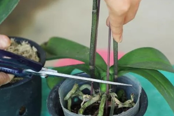 蝴蝶兰怎么水培救根，水质应每隔2天更换一次