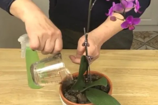 蝴蝶兰怎么水培救根，水质应每隔2天更换一次