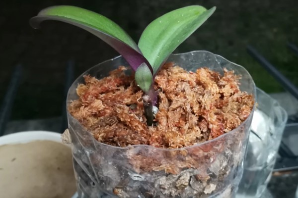 蝴蝶兰怎么水培救根，水质应每隔2天更换一次