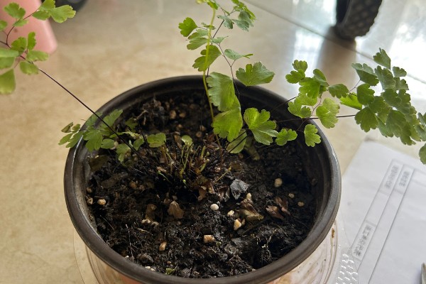铁线蕨如何繁殖，可分株繁殖