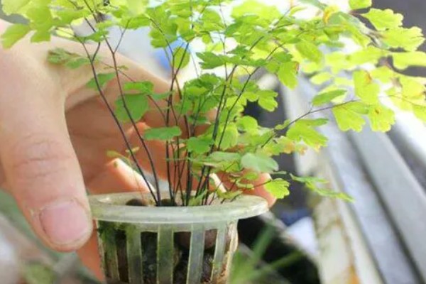 铁线蕨如何繁殖，可分株繁殖