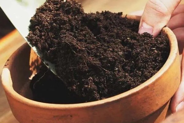 铁线蕨如何繁殖，可分株繁殖