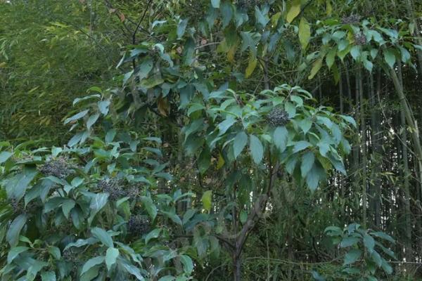 重阳木的别称，又叫水红木、茄冬或者红桐