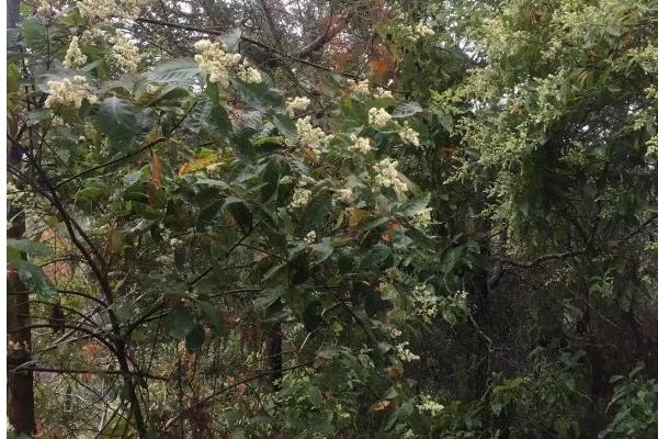 重阳木的别称，又叫水红木、茄冬或者红桐