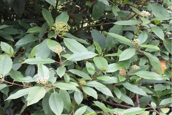 重阳木的别称，又叫水红木、茄冬或者红桐