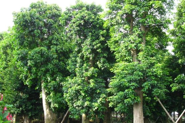 重阳木的别称，又叫水红木、茄冬或者红桐