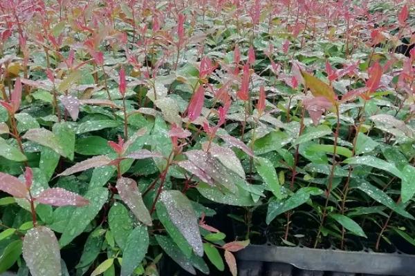 重阳木的别称，又叫水红木、茄冬或者红桐