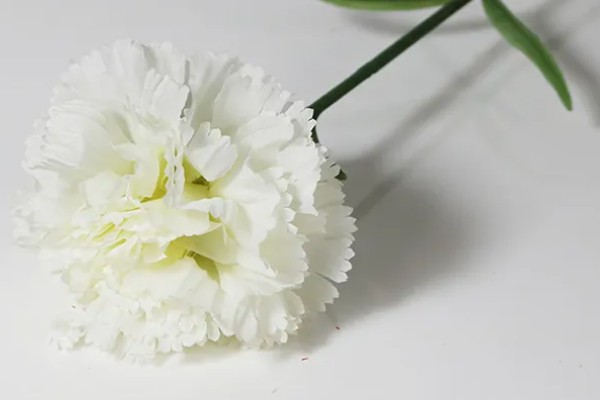 白康乃馨花的花语，寓意清纯优雅、真挚关心等