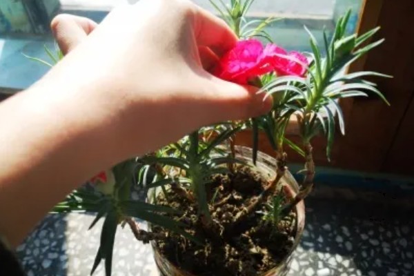 白康乃馨花的花语，寓意清纯优雅、真挚关心等