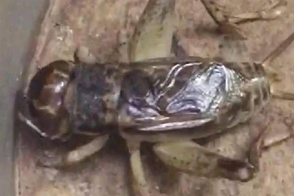 天牛的天敌，有川硬皮肿腿蜂、花绒寄甲等