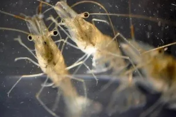 淡水小虾米能不能人工养殖，可以人工养殖