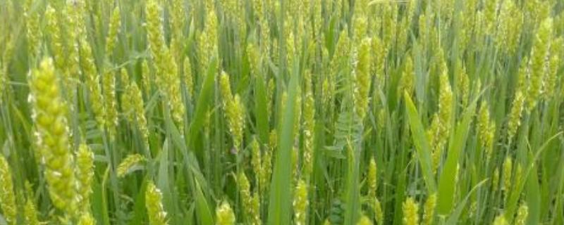润扬麦108小麦种子特征特性，每亩适宜基本苗16万—18万