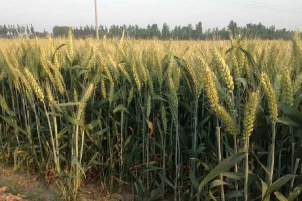 润扬麦108小麦种子特征特性，每亩适宜基本苗16万—18万