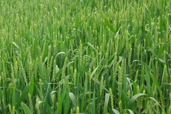 润扬麦108小麦种子特征特性，每亩适宜基本苗16万—18万